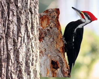 Peeking Pileated Woodpecker