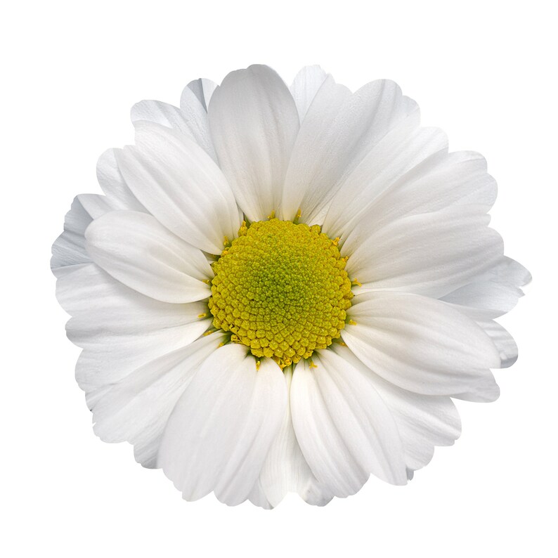 Metal Wall Art Daisy Artwork Multiple Colors Etsy