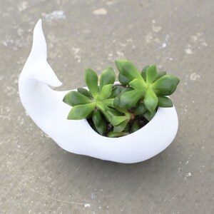 Whale Planter, Mothers Day Gift, whale Decor, whale planter pot, Air Plant Holder, Plant Mom, Whale, Birthday Gift, animal planter image 4