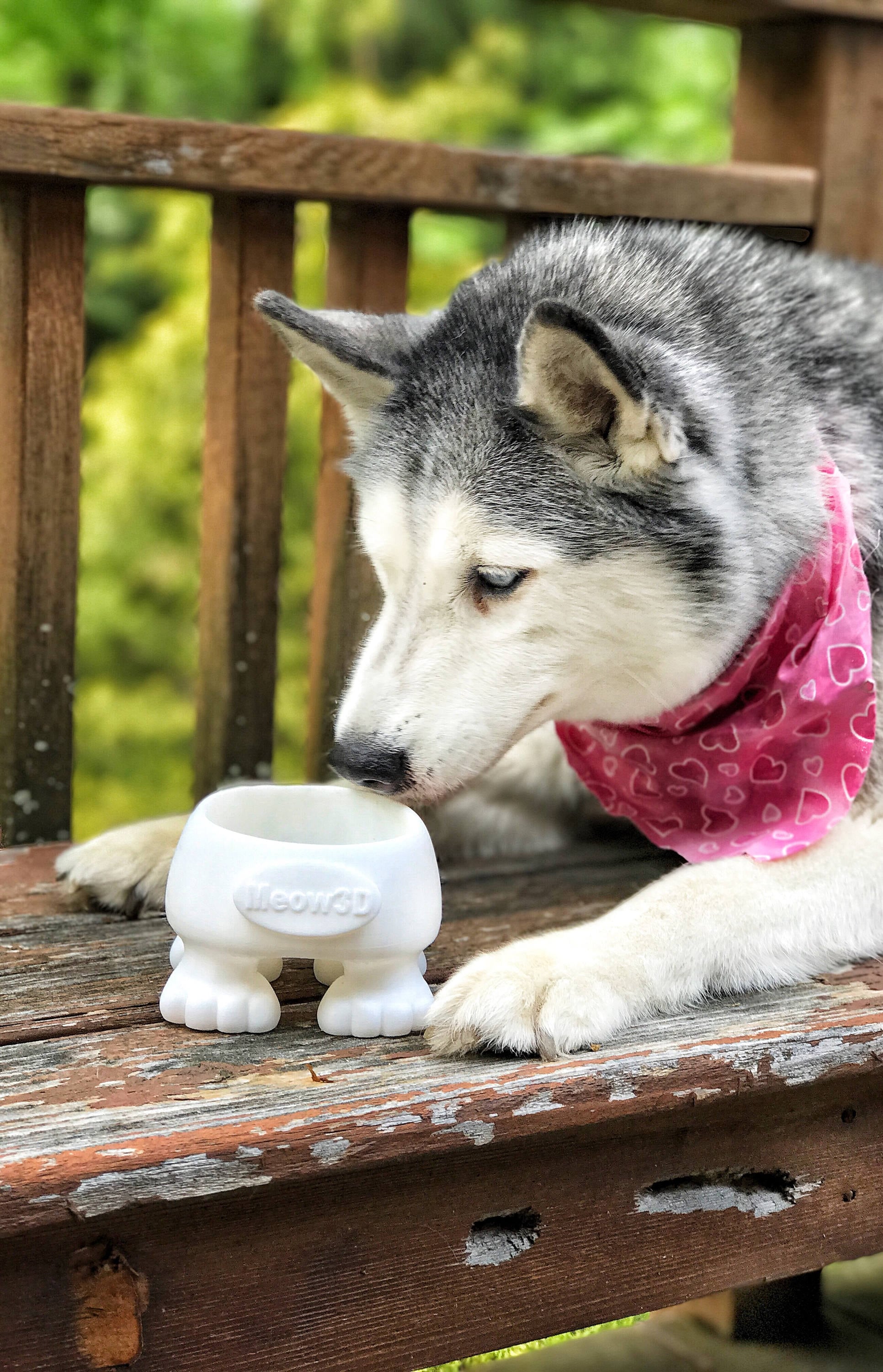 Cat Bowl, Personnaliser Le Bol Pour Animaux de Compagnie, 4 Juillet, Bols Chats, Plateau Nourriture 