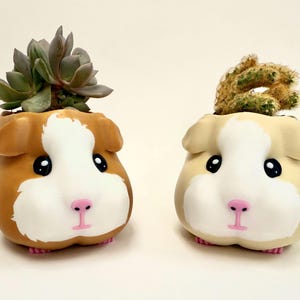 May include: Two guinea pig-shaped planters, one brown and white, the other cream and white. Each planter has a succulent or cactus planted in it. The planters have black eyes, pink noses, and pink feet.