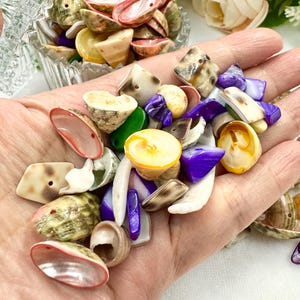 May include: A collection of colorful seashells in various shapes and sizes, including pink, yellow, purple, and green. Some shells have a pearlescent sheen. The shells are a mix of natural and polished pieces, perfect for crafts or decor.
