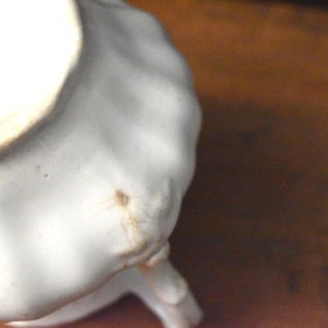 May include: Close-up of a white ceramic object with a scalloped edge. The object has a slightly textured surface and a small, dark spot. The underside shows a partial view of a stamp.