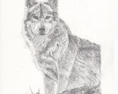 Produkty Podobne Do Wilk Art Print Rysunek Ołówkiem Czarno