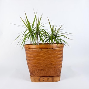 May include: A brown woven wicker basket planter with two green plants inside. The planter has a rounded rectangular shape and a woven pattern.