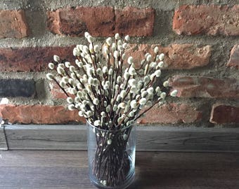 50 Dried Pussywillow Branches 10 12 Twigs Catkins Spring Etsy