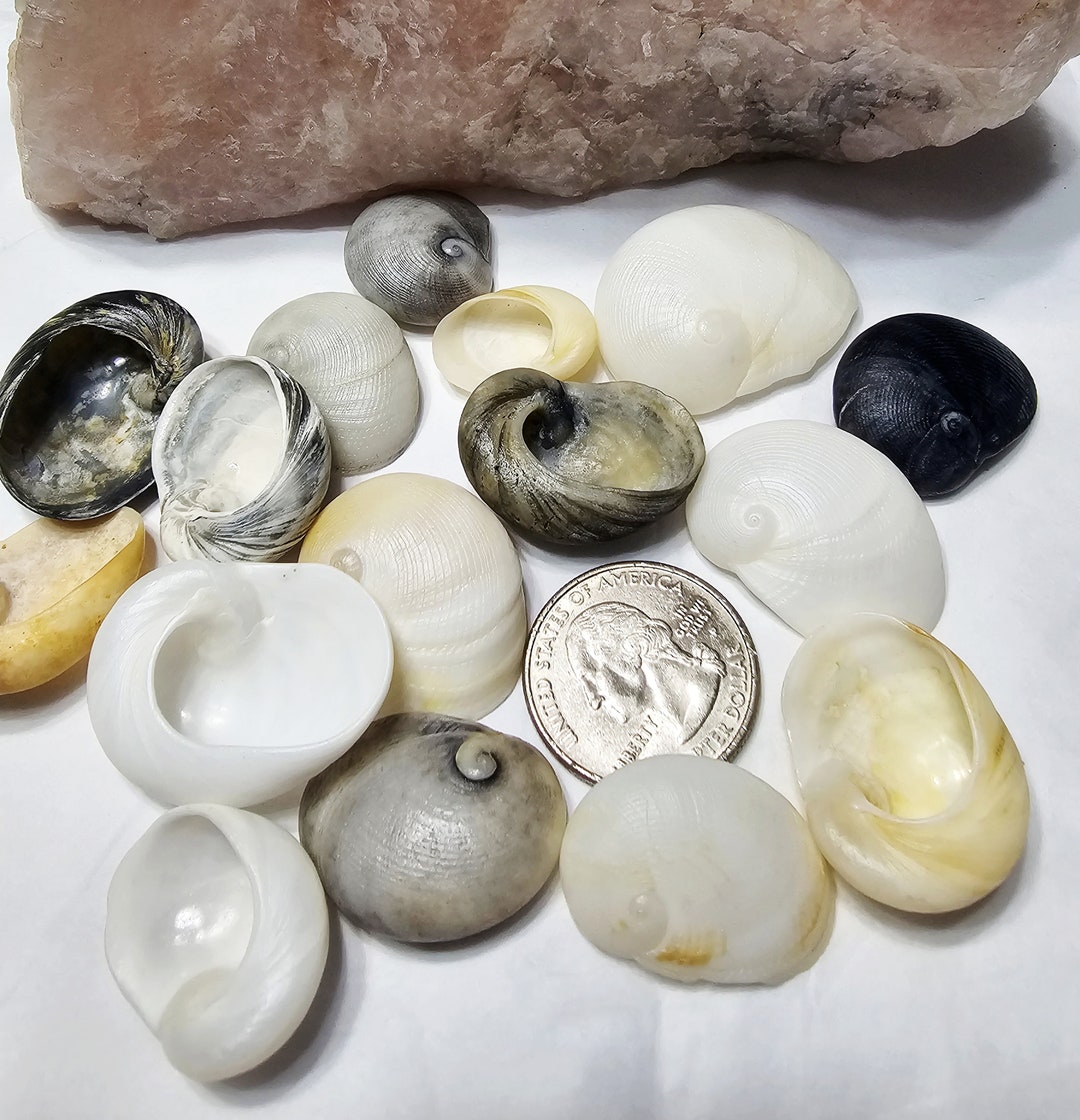 10 Baby Ear Shell Naticidae Shells hand Collected ETHICALLY - Etsy