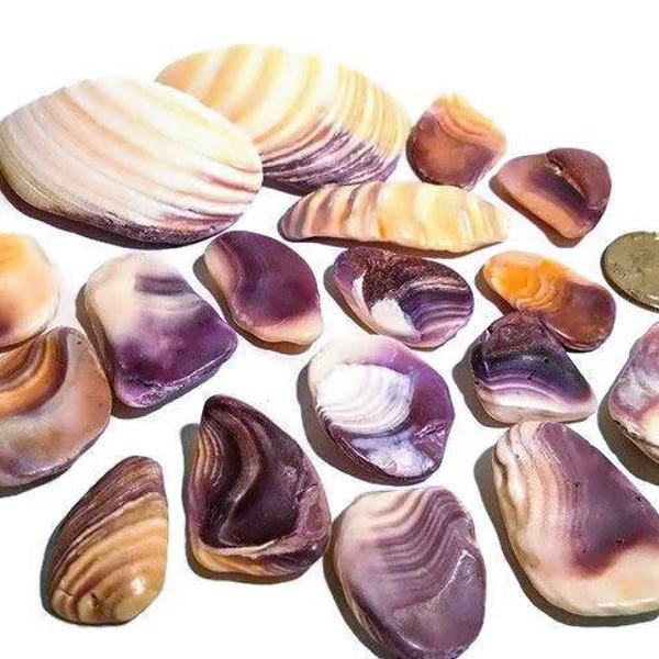 Wampum Shell Pieces SMALL -Hand Collected, quahog shells, craft shells, bulk shell, beach decor, purple shells, seashell pieces, beach decor