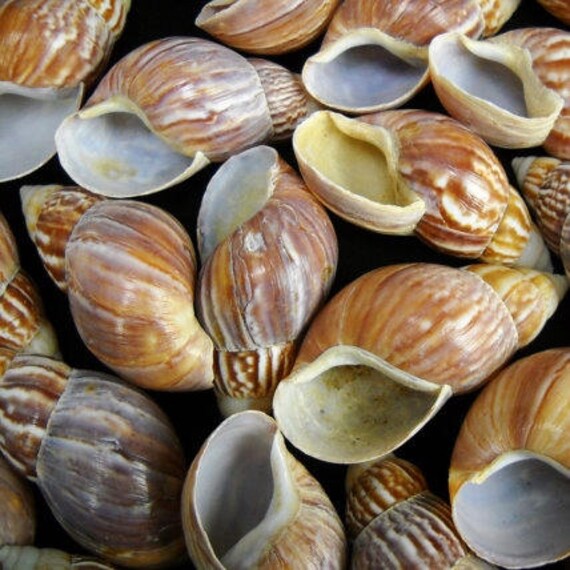 Japanese Land Snail Shells 23.5 fairyland snail Etsy