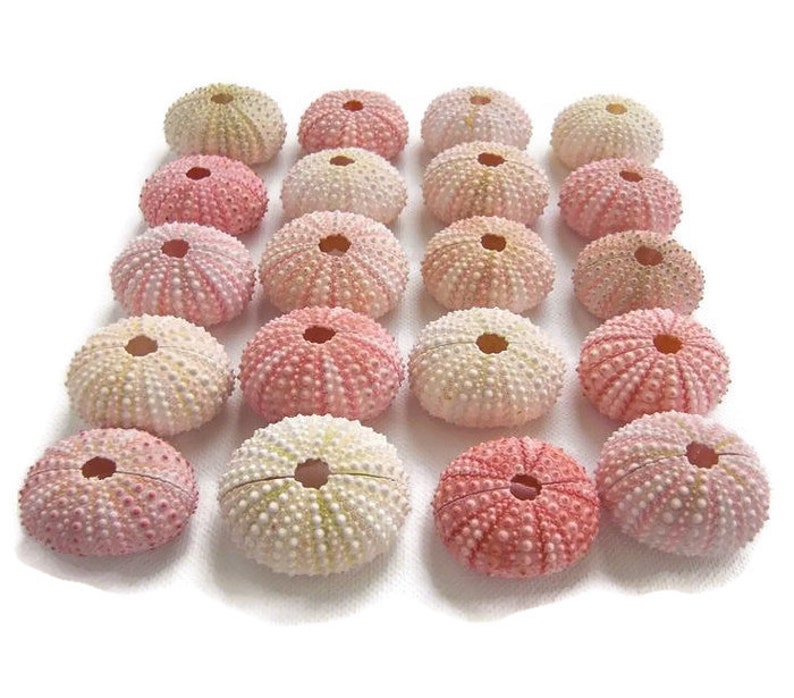 Pink Sea Urchin Shells Craft Shell Shell Planter Bulk Etsy