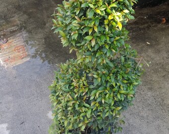 Spiral Eugenia Topiary - Free Shipping