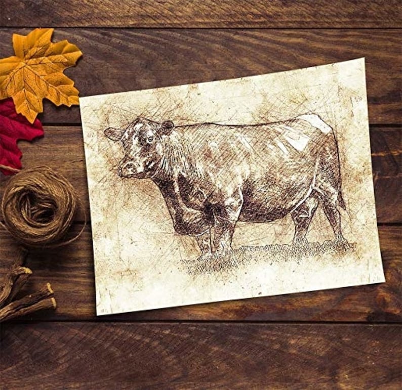 Art Prints Art Wall Decor Angus Cow 11 x 14 Unframed Print