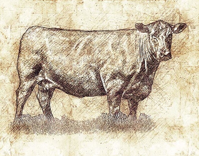 Art Prints Art Wall Decor Angus Cow 11 x 14 Unframed Print