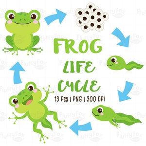 Kikker Life Cycle Clipart, Pond Animals Clip Art, Kikkervisje Froglet School Learning Science Aquatic Amphibian Wild Cute, Graphic PNG Download