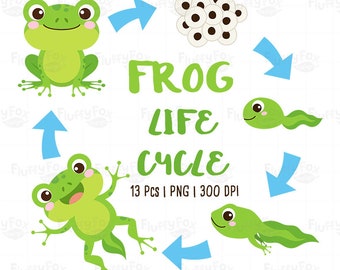 Frog Life Cycle Clipart, Pond Animals Clip Art, Tadpole Froglet School Learning Science Aquatic Amphibian Wild Cute, Graphic PNG Download