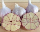 Garlic Bulbs Organic non GMO - 3 bulbs For Fall Planting or Cooking