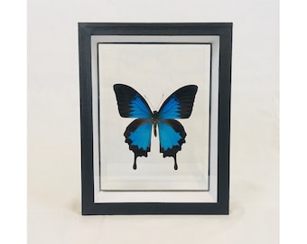 Papilio ulysses under frame