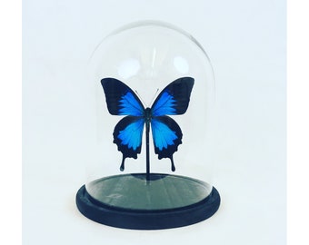 Papilio ulysses under glass dome