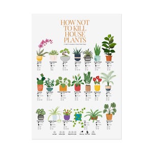 Può includere: Un'infografica colorata intitolata "Come non uccidere le piante da interno" con illustrazioni di diverse piante da interno e le loro esigenze di cura, tra cui luce, irrigazione e umidità.