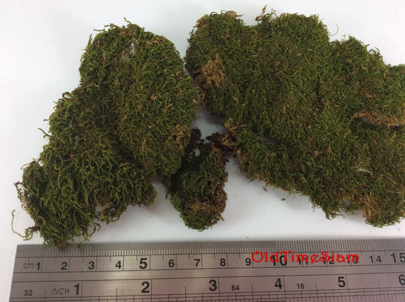 Fake Moss Algae Thallophytic Plant Lichen Green Jardiniere Growing Plant Pot Flower Handmade