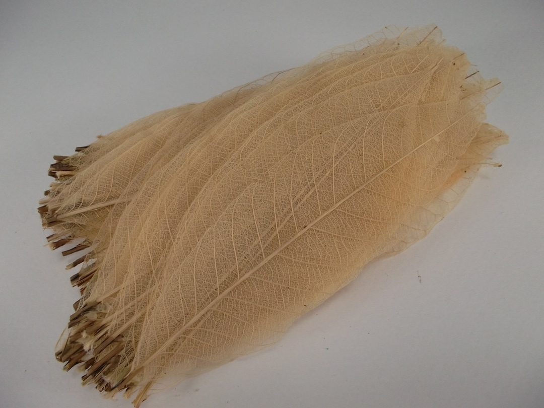 Supply Skeleton Leaves 100 Pcs 3 Inch Natural Color Flower Making Floral Scrapbook Craft Wedding Card - Canada