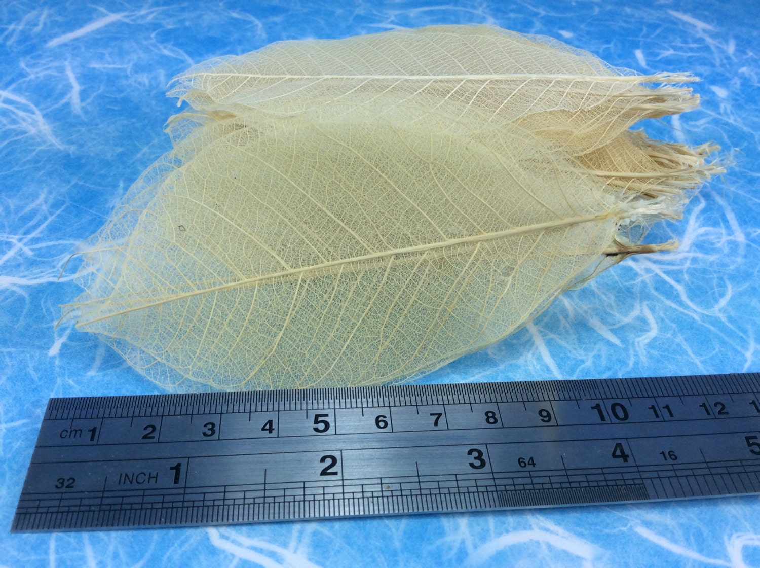 Echte Skelettblätter (Gummibaum) – 100 Stück, 10.2-12.7 Cm, Natürliche Farbe, Für Basteln, Hochzeit, Karten