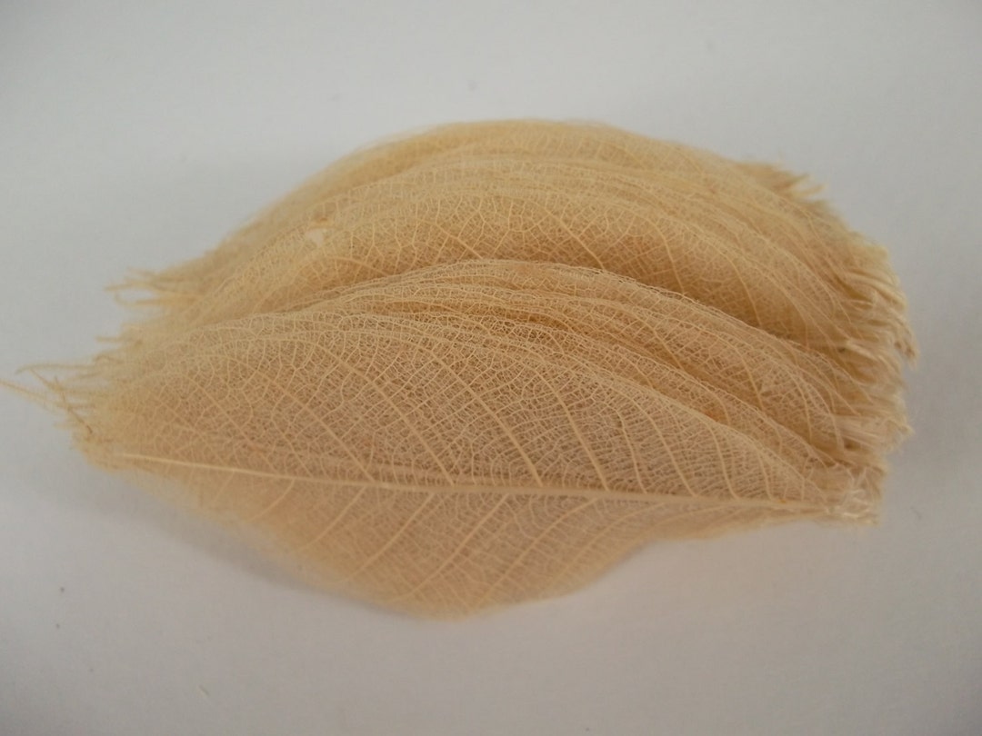 Supply Skeleton Leaves 100 Pcs 3 Inch Natural Color Flower Making Floral Scrapbook Craft Wedding Card - Canada