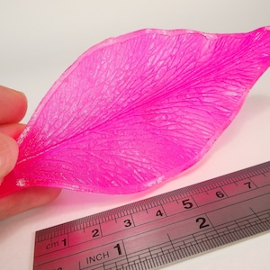Op de afbeelding: Een helder roze, doorschijnend bloemblaadje met een gemarmerde textuur. Het bloemblaadje is ongeveer 7 cm lang en wordt gemeten met een liniaal.