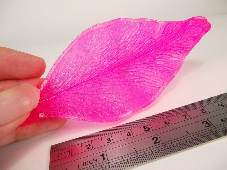 Op de afbeelding: Een helder roze, doorschijnend bloemblaadje met een gemarmerde textuur. Het bloemblaadje is ongeveer 7 cm lang en wordt gemeten met een liniaal.