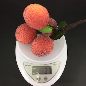 Lychee Simulación Artificial Realista Deja Falsa Saux Fin De | Etsy