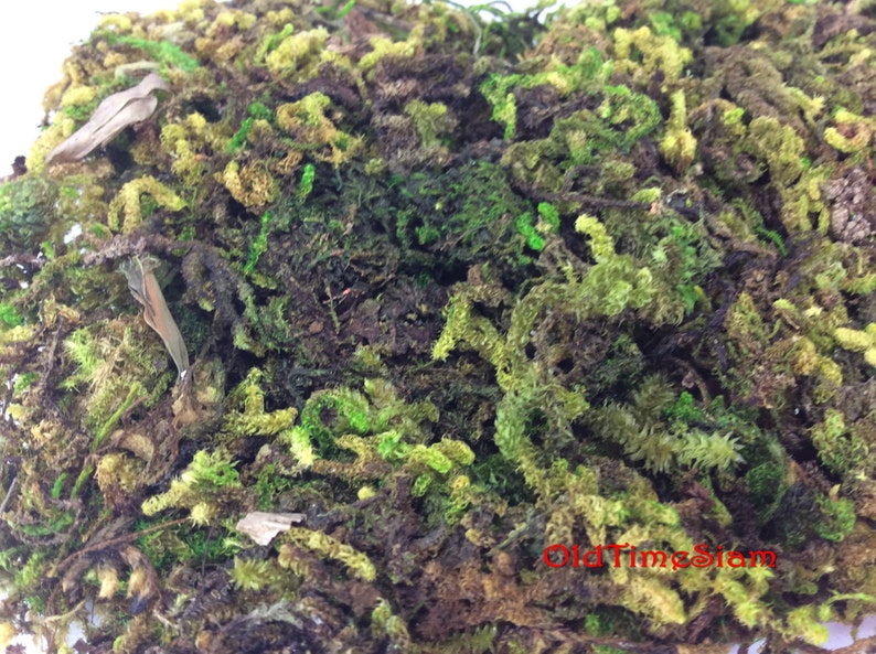 Fake Moss Algae Thallophytic Plant Lichen Green Jardiniere Etsy
