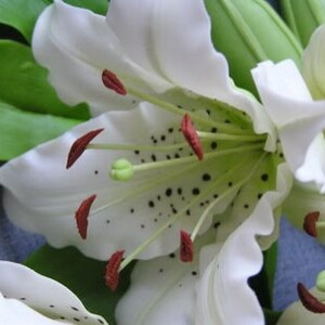 Op de afbeelding: Close-up van een witte leliebloem met rode markeringen op de bloemblaadjes en zwarte stippen op de meeldraad. De lelie is scherp, terwijl de achtergrond wazig is.