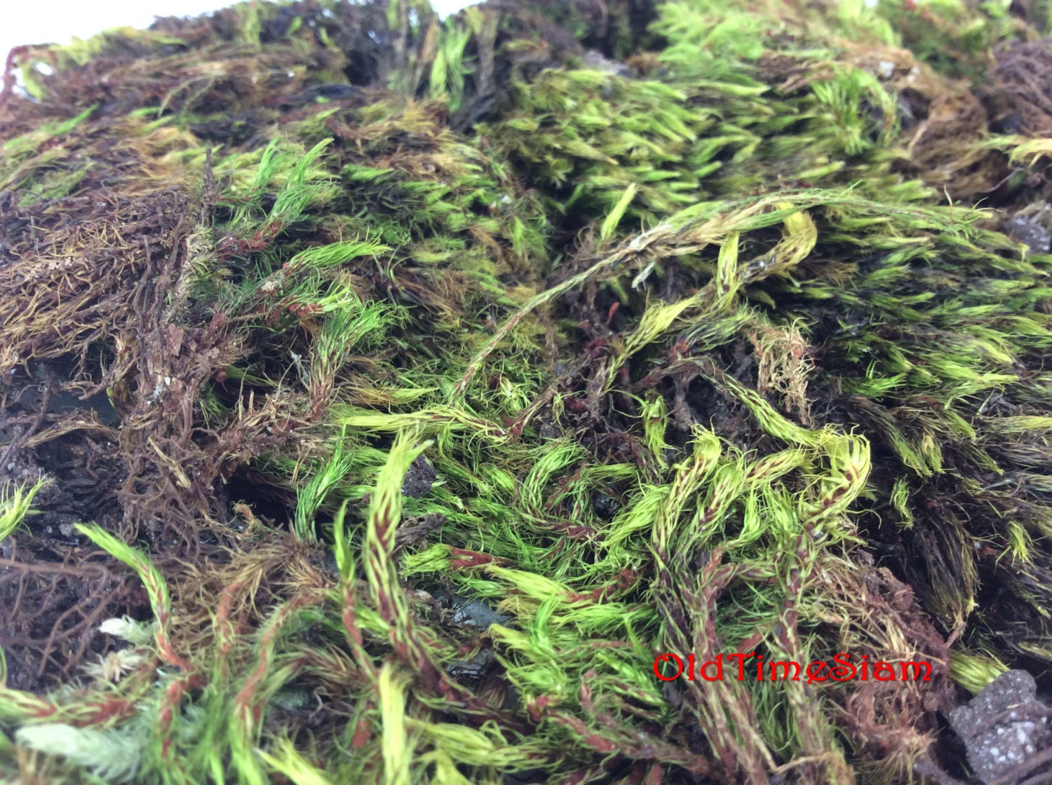 Fake Moss Algae Thallophytic Plant Lichen Green Jardiniere Etsy