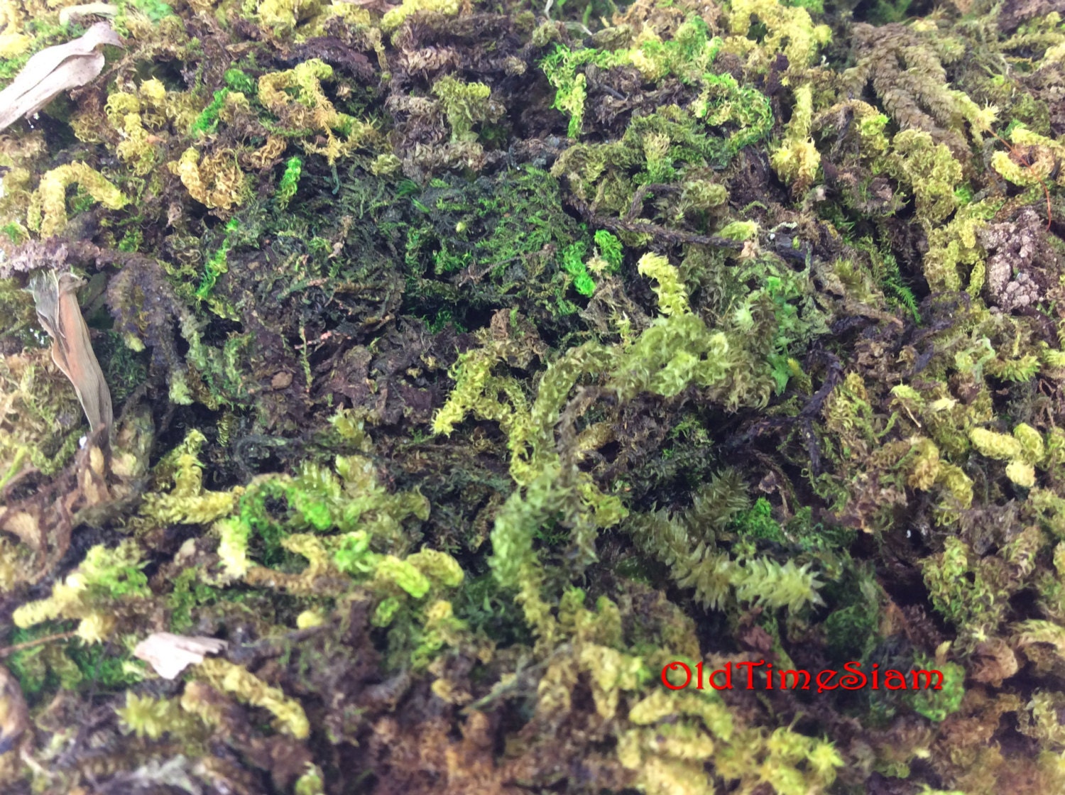 Fake Moss Algae Thallophytic Plant Lichen Green Jardiniere Etsy