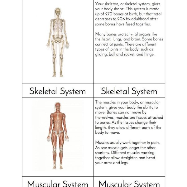 Systems of the Body - Montessori Three/Four Part Cards