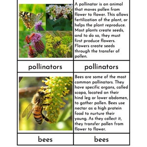 Pollinators - Montessori Three/Four Part Cards