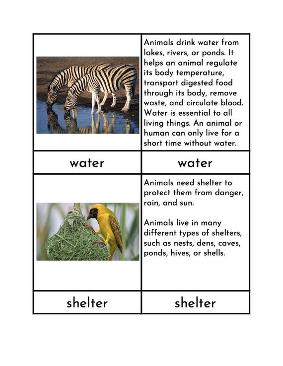 Fundamental Needs of Animals Montessori Three Part Cards - Etsy Fundamental Needs of Animals Montessori Three Part Cards - Etsy
