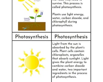 Photosynthesis - Montessori Three Part Cards
