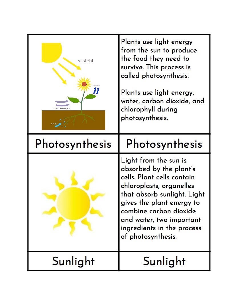 Photosynthesis Montessori Three Part Cards Etsy