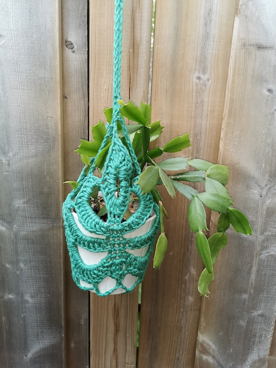 philodendron lynamii Philodendron lynamii (medium) — Ecuagenera Orquídeas del Ecuador