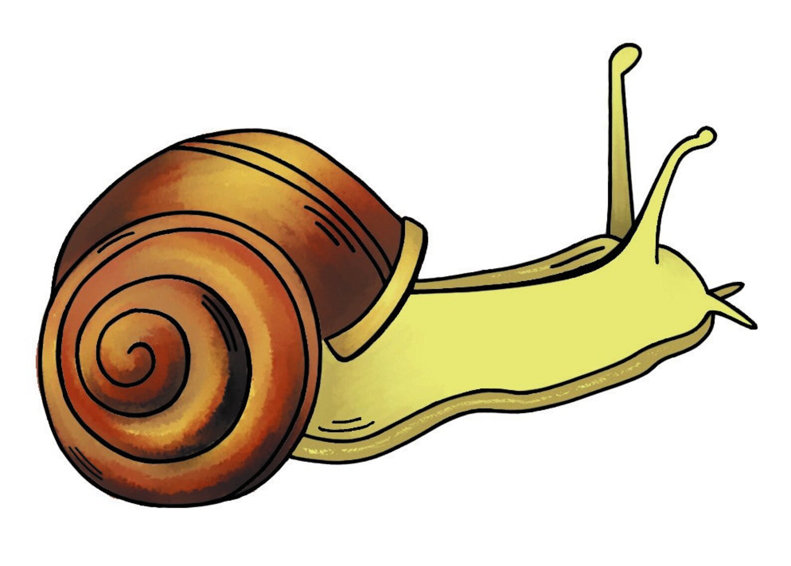 Snail Sticker Etsy