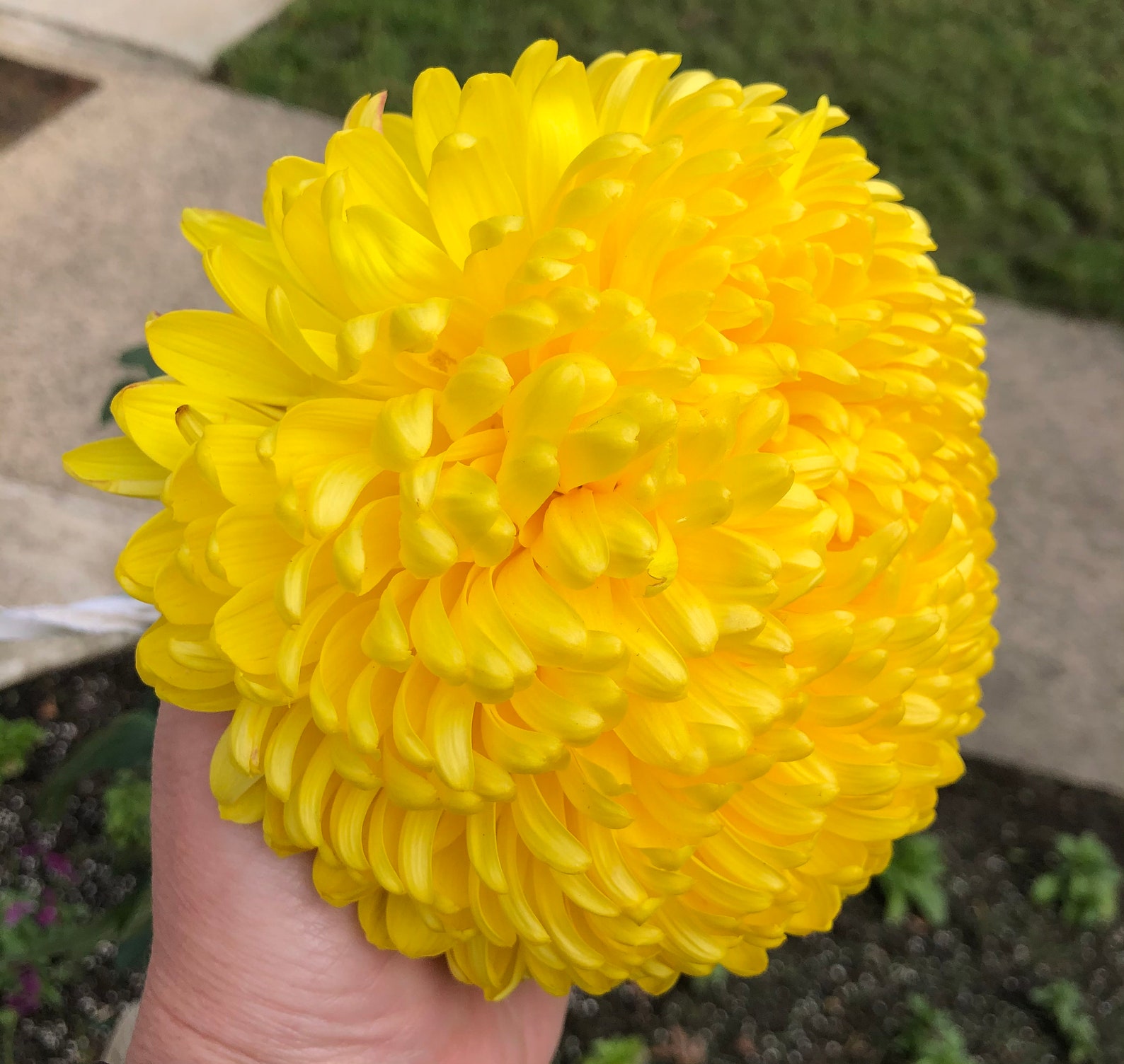 Football Mums GIANT Live Plant Yellow bloom this Fall. Etsy