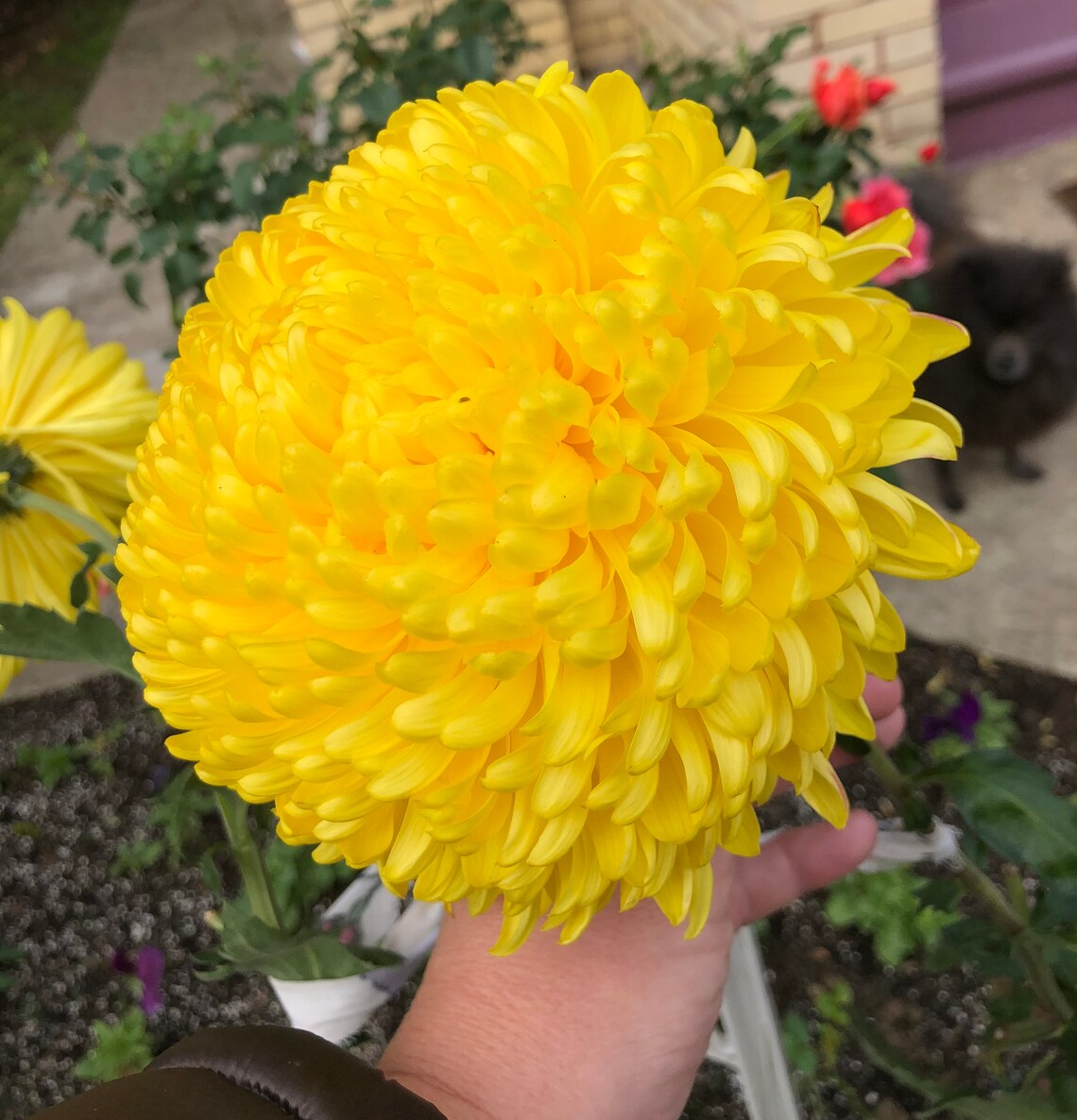 Football Mums GIANT Live Plant Yellow bloom this Fall. Etsy