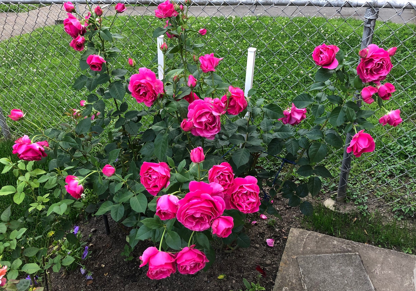 Grande Dame Hybrid Tea Rose. | Etsy