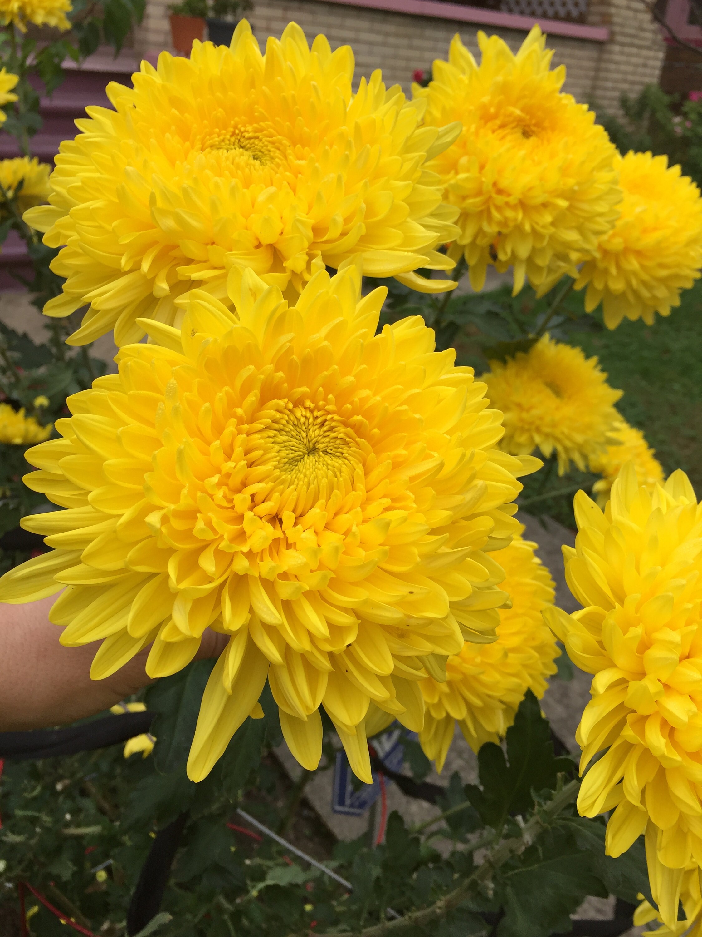 Football Mums GIANT Live Plant Yellow bloom this Fall. Etsy