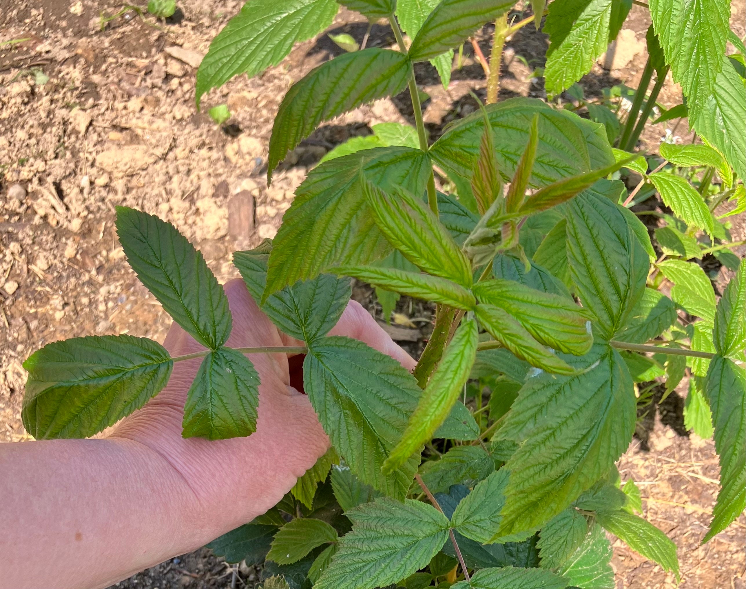 Organic Everbearing Raspberry Plant. Perennial. Etsy