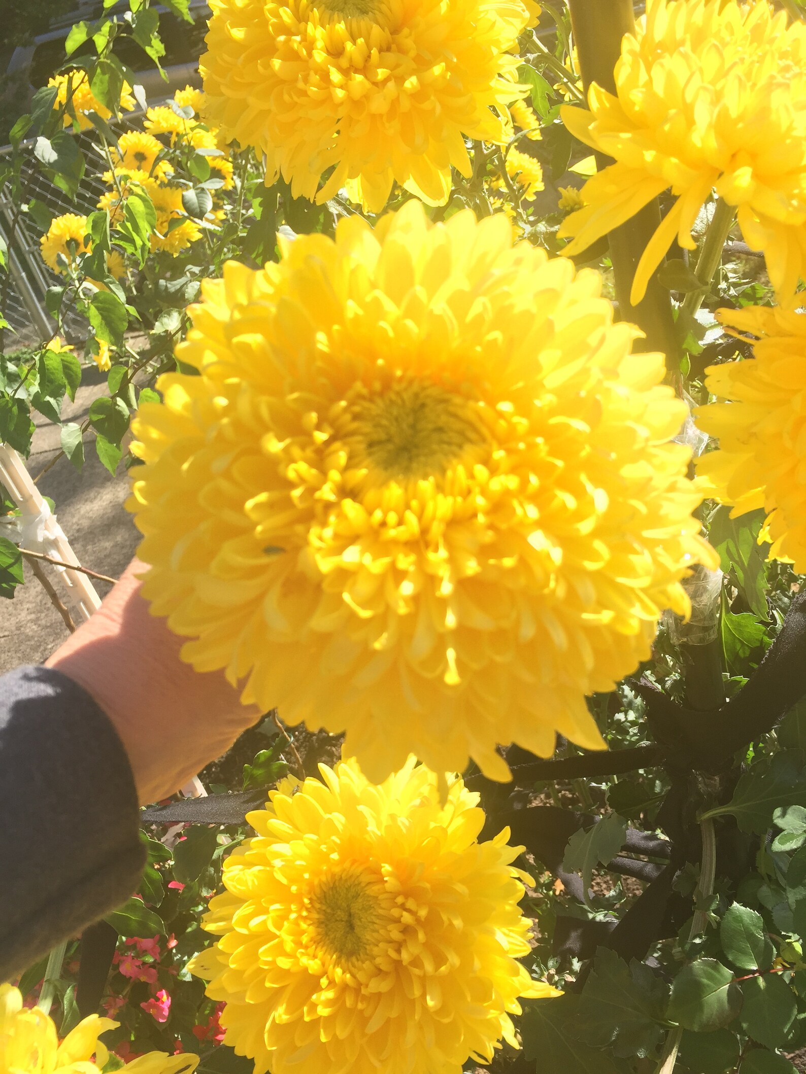 Football Mums GIANT Live Plant Yellow bloom this Fall. Etsy