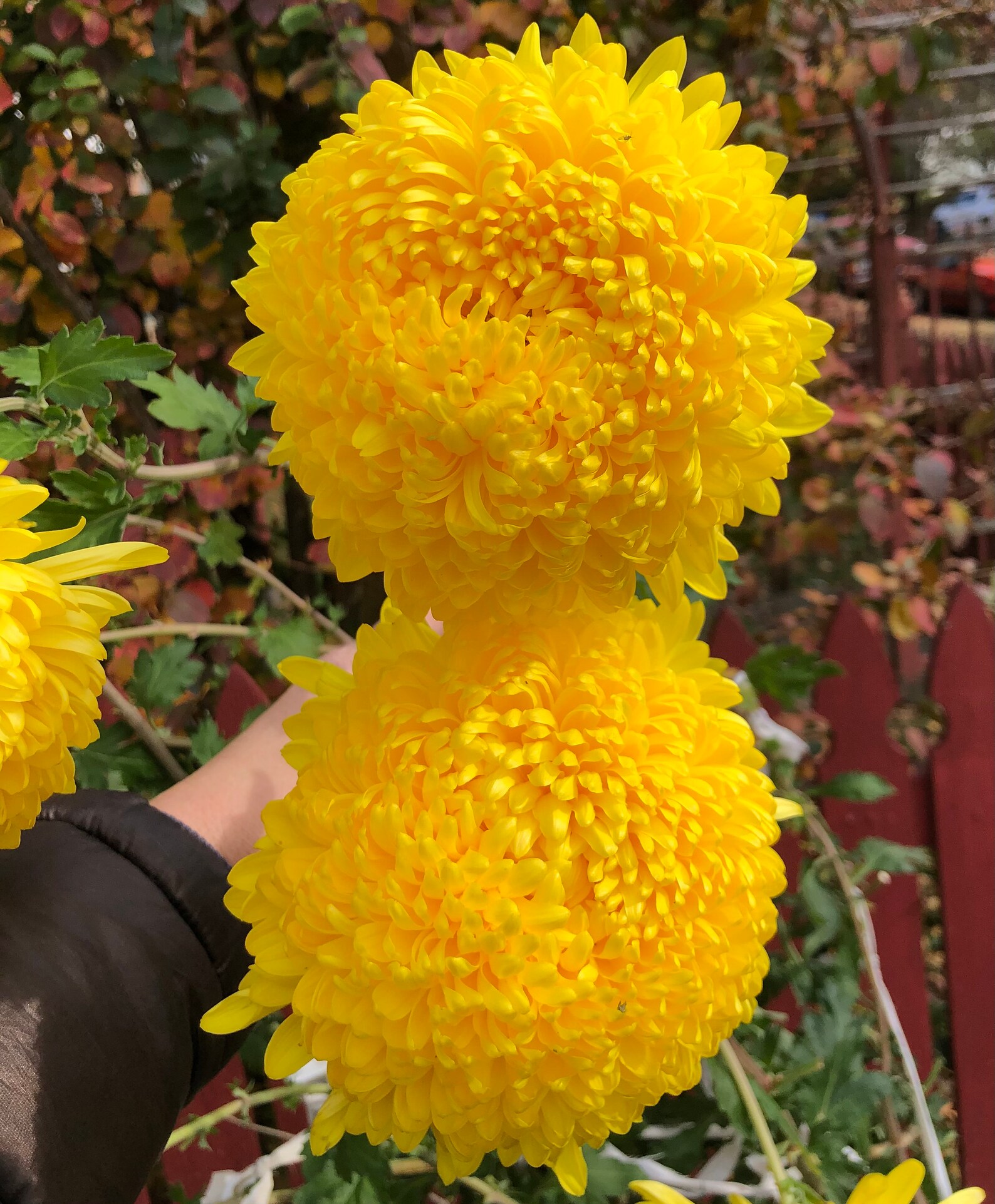 Football Mums GIANT Live Plant Yellow bloom this Fall. Etsy