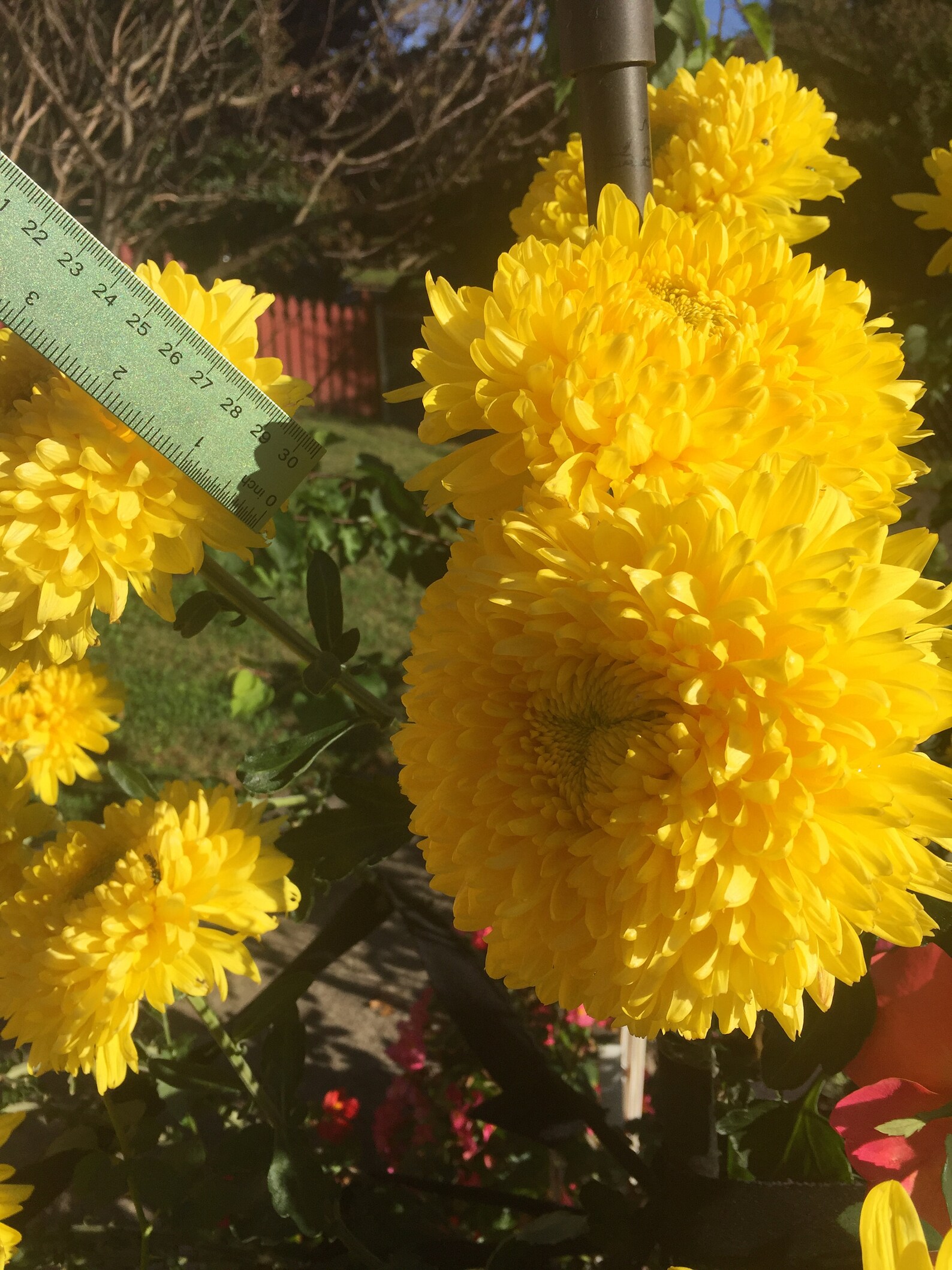 Football Mums GIANT Live Plant Yellow bloom this Fall. Etsy