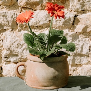 Può includere: Un vaso di terracotta con due margherite gerbera arancioni in fiore. Il vaso ha un manico ed è appoggiato su una superficie verde davanti a un muro di pietra.